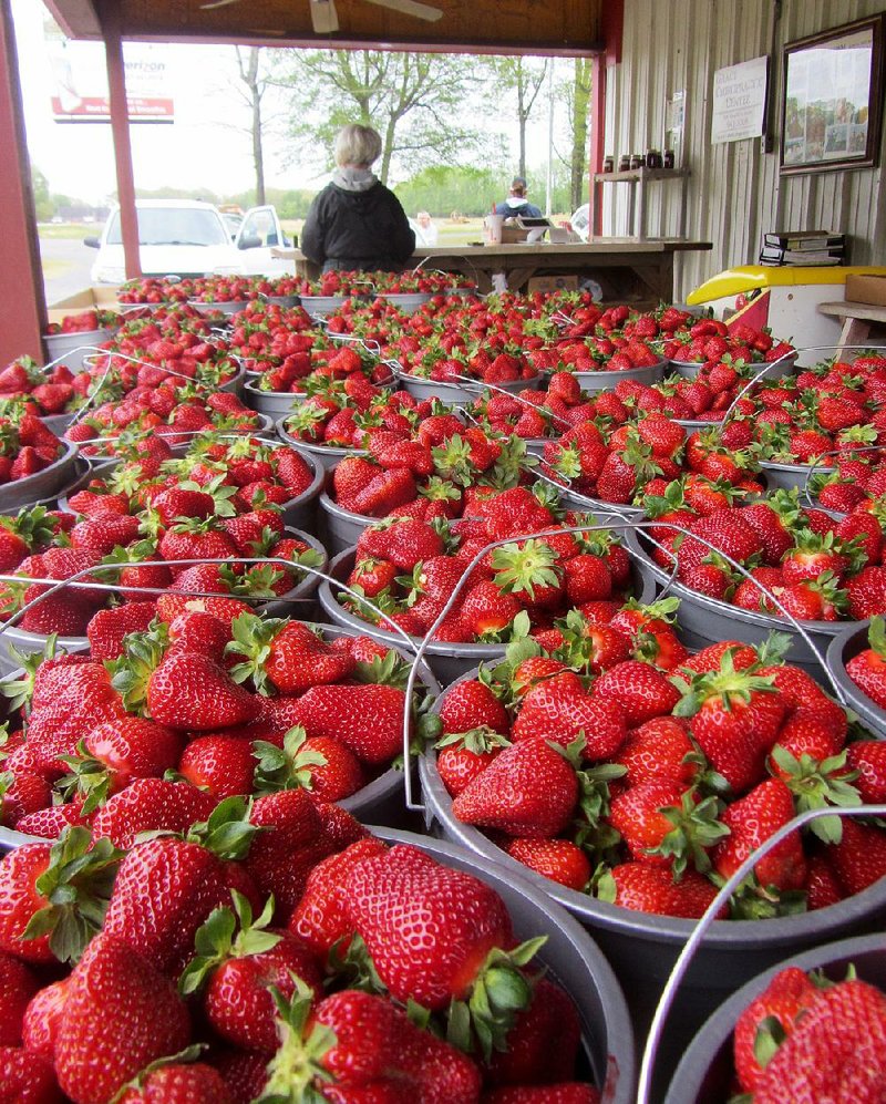 Berries from Holland Bottom Farm should be available this weekend at the Cabot Strawberry Festival. 