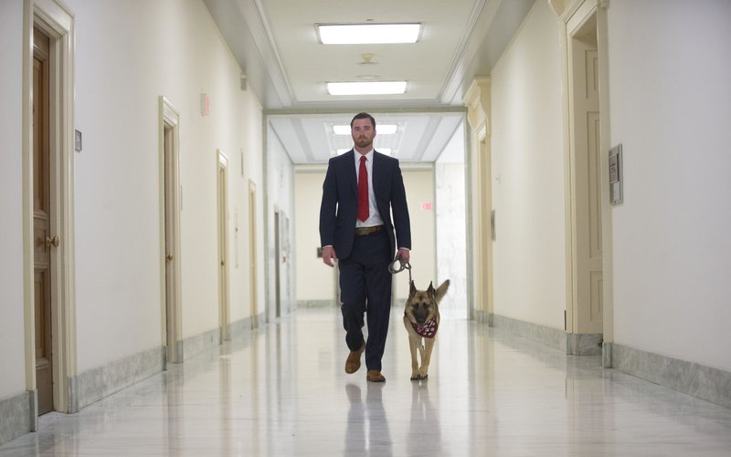 In this Thursday, April 14, 2016 photo, military veteran Cole Lyle, who suffers with PTSD, walks with his dog Kaya in the hallways of Rayburn House Office building on Capitol Hill in Washington, prior to testifying before the House National Security subcommittee hearing on "Connecting Veterans with PTSD with Service Dogs." 