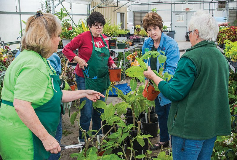 Gail Eckard, from left, Kay G. Skoog, Sue Finley and Sue Hale discuss the plants they want to take to the 
Garland County Master Gardeners plant sale.