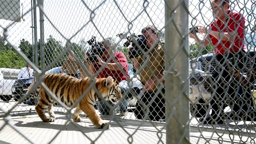 A young female tiger walks around a cage at the City of Conroe Animal Shelter on Thursday, April 21, 2016, in Conroe, Texas. Authorities are looking for its owner, and they suspect it was a pet.