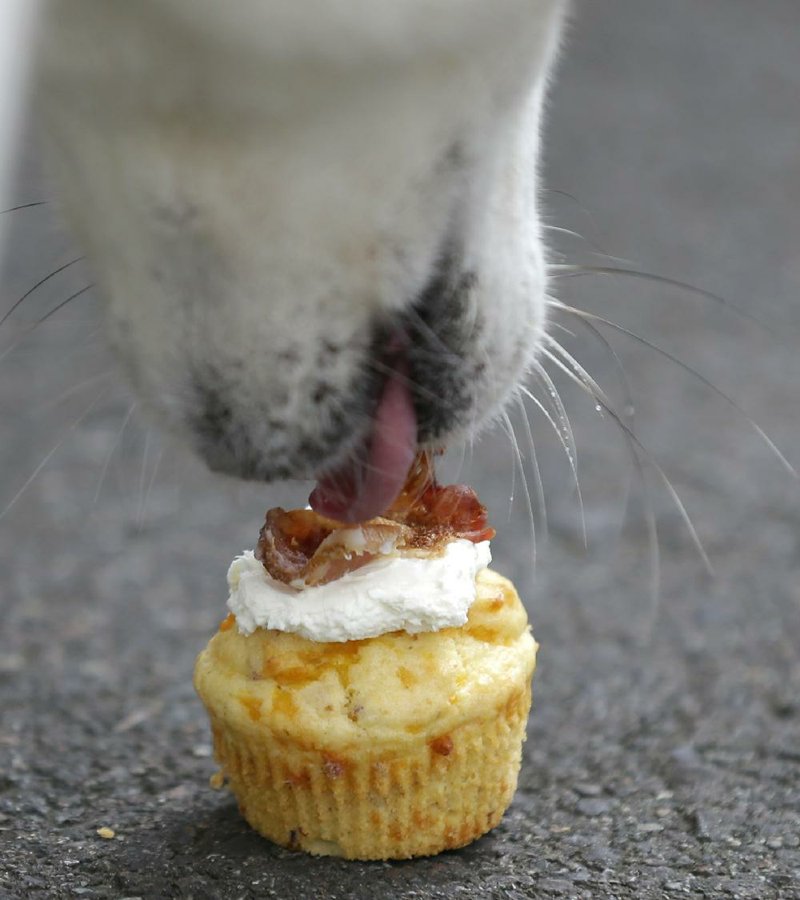 A dog enjoys a “bacon pupcake” outside The Seattle Barkery food truck.
