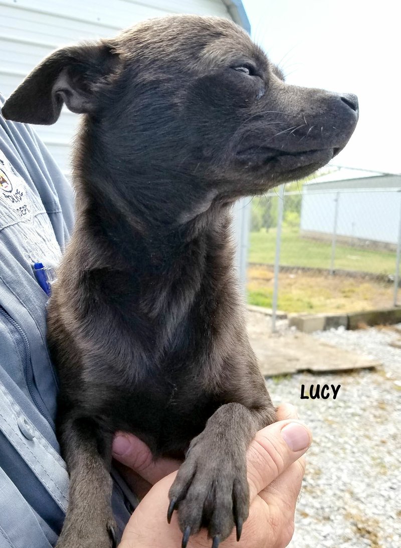 Submitted Photo Lucy was picked up near Sleepy Hollow in Gentry and, if not claimed, will be put up for adoption. Lucy is a chocolate (even though she looks black) Chihuahua mix about 1 year old. She is potty trained and is just a sweetheart. Call Mark at the Gentry Animal Shelter, 212-0632, if she is yours or if you want to give her a new forever home.