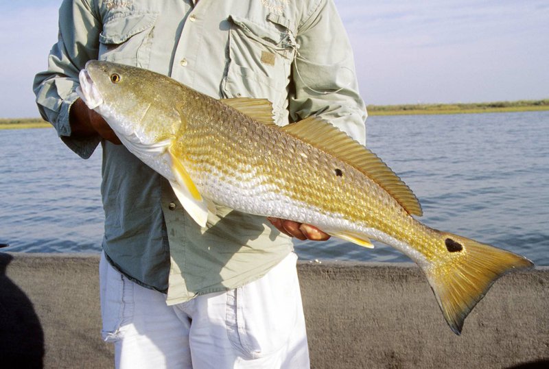 Many species of saltwater fishes produce unusual sounds, including the very popular redfish, a common target of anglers fishing in Gulf and Atlantic waters.