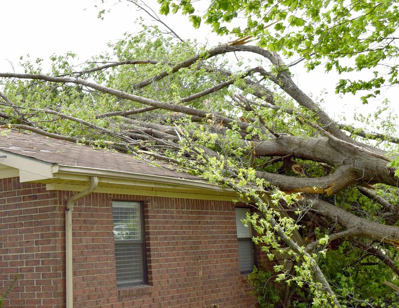 A large tree was blown down and onto the roof of the guest house at Crystal Lake airport around midnight on April 26. The occupants escaped without serious injury.