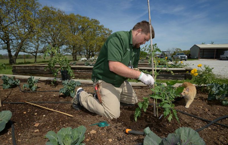 Andrew Van Hoose, a horticulturalist at Downstream Casino Resort, tends to a tomato plant at the casino’s horticulture complex. 