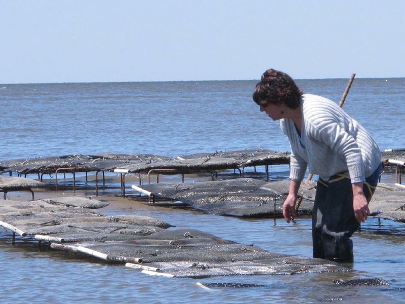 Lisa Calvo, an oyster researcher and commercial grower, tends to a plot of oysters her company is growing in Middle Township, N.J., on the Delaware Bay. 