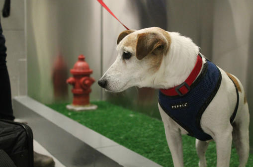 In this April 26, 2016 photo, John John visits the new pet relief area at New York's John F. Kennedy airport before he and his owner Taylor Robbins head home on a flight to Atlanta. A "pet relief" area opened in the international air terminal at JFK to help passengers taking their dogs on a long flight. 