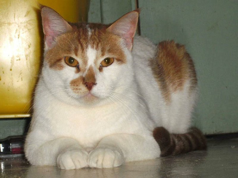 Copper is a dark orange and white short-haired tabby.