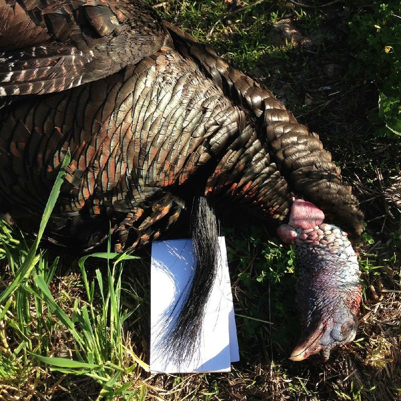 The author bagged this long-bearded turkey Monday during a controlled hunt at Madison County Wildlife Management Area near Huntsville. The beard measured 10 1/2 inches, and it had spurs of 1 inch and 15/16 inches. 