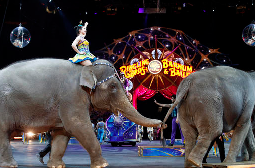 In this March 19, 2015, file photo, elephants perform at Ringling Bros. and Barnum & Bailey Circus in Washington. Ringling Bros. is scheduled to have its final elephant show during a performance Sunday, May 1, 2016, in Providence, R.I.