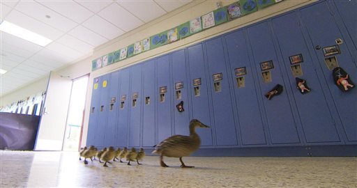 In a Thursday, April 28, 2016 photo, Vanessa the duck leads her offspring through the halls of the Village Elementary school in Hartland, Mich. to the outdoors. 