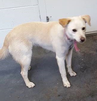 Lily is a lab mix about 12 months old and reported to be a very nice dog. To claim or adopt her, call the city of Decatur at 479-752-3912.