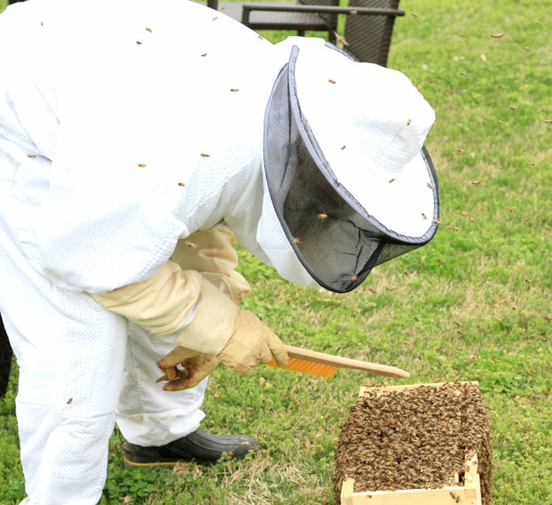 Photo by Steve Huckriede Marlin Spradling, a Gravette beekeeper, dressed in his bee suit, veil and gloves, retrieved the swarm of honey bees that invaded Teasley Drug last month. He leaned over to make a closer inspection in an attempt to locate the queen bee. He explained that wherever the queen goes, the worker bees will follow.