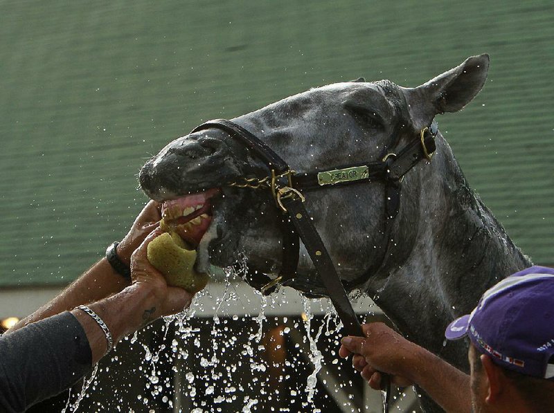 Arkansas Derby winner Creator gets a bath after a workout at Churchill Downs on Monday. He will start from the No. 3 gate in Saturday’s Kentucky Derby. 
