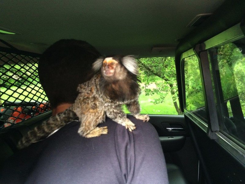 In this photo provided by the Burien Police Department, police officers detain a man with his monkey after he crashed into someone's yard in Burien, Wash., on Wednesday, May 4, 2016. 