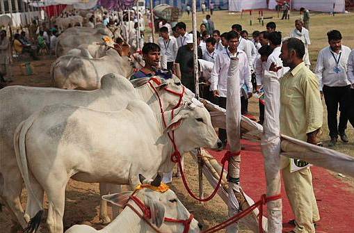 Indians visit an enclosure where cows and bulls are kept prior to walking on a ramp during a bovine beauty pageant in Rohtak, India, on Saturday, May 7, 2016. Hundreds of cows and bulls walked the ramp in the pageant aimed at promoting domestic cattle breeds and raising awareness about animal health.