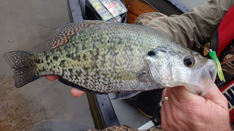 Paddling a canoe around a single cove produced a nice catch of crappie, plus seven other species of fish. Jon Stein, fisheries biologist with the Arkansas Game and Fish Commission, shows a crappie he caught on the trip in the Pine Creek arm of Beaver Lake.