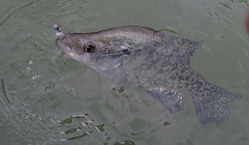 NWA fishing report: Warmer water and more of it would improve