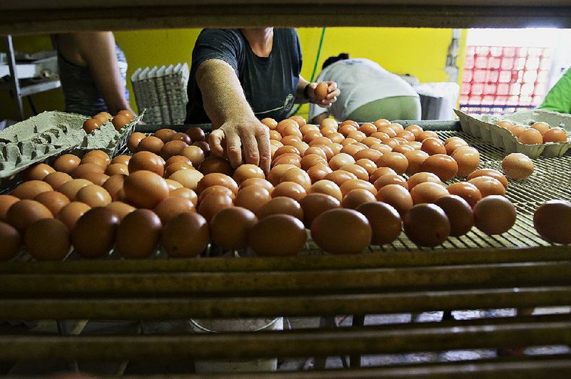 Eggs from Lohmann Brown chickens sit on a sorting table at Meadow Haven Farm, a certified organic family run farm, in Sheffield, Ill. in August.