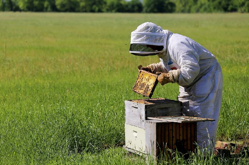 Beekeeper Ronnie Graham cracks open hive boxes at one of his 40 hive locations in Arkansas. 