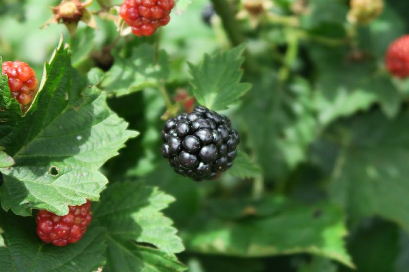 Easy to grow and delicious, thornless varieties of blackberries created by University of Arkansas researchers put the spiny wild sort to shame. 