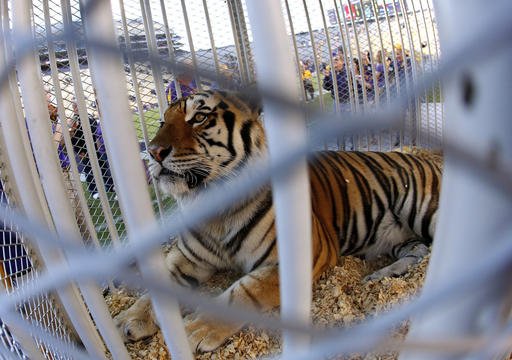 This Oct. 26, 2013, file photo, shows LSU's Mike the Tiger on the field before the Tigers game against Furman in Baton Rouge, La.