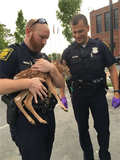 In a photo provided by the Hartford, Conn., Police Department, police hold a fawn that was rescued by a resident after it was found on the highway next to its mother, who had been hit by a car.