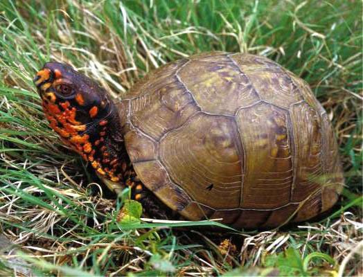 Three-toed box turtles are often seen crossing roads during late spring.