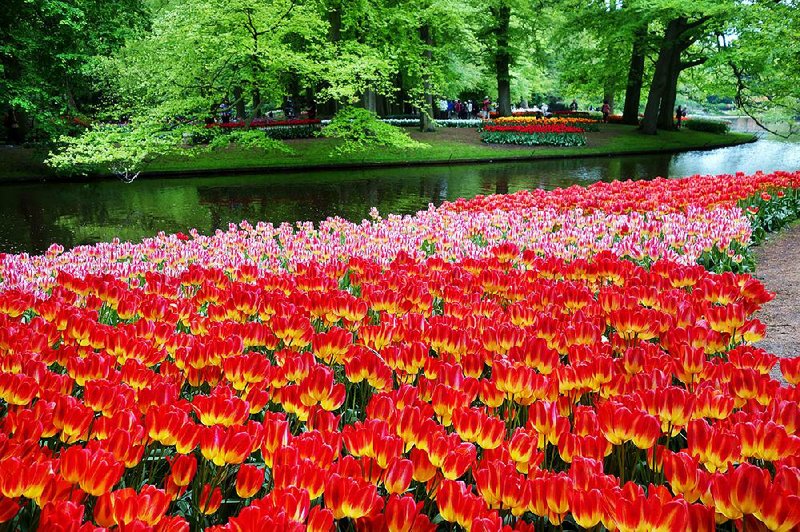 Millions of bulbs bloom every spring in Keukenhof’s flower gardens, just a half-hour south of Amsterdam. 