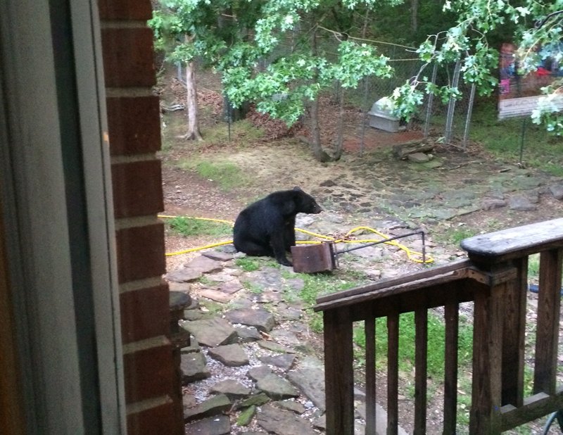 A bear was spotted in a Fayetteville backyard.