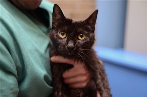 In this photo taken Thursday, May 26, 2016, veterinary technician Chris Breiner holds a kitten nicknamed Olive Oil at the Bergen County Animal Shelter in Teterboro, N.J.