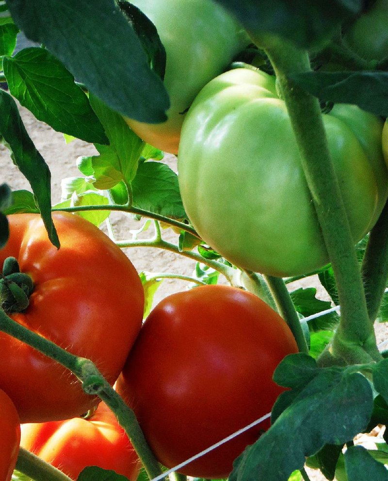 Homegrown tomatoes ripen on the vine, resulting in flavor far superior to what’s available at the store. 