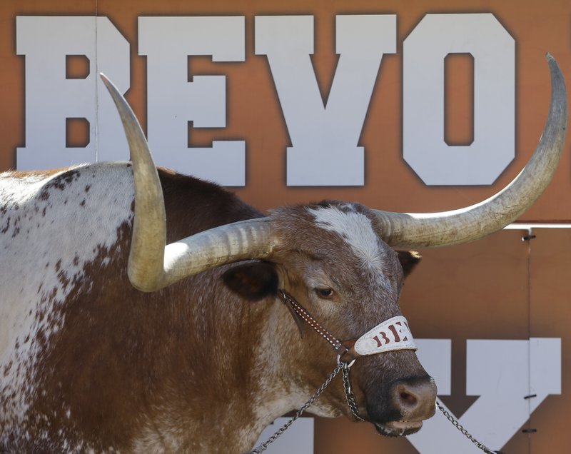 Texas Longhorns mascot Bevo XIV (above), who died last fall, will be replaced by Bevo XV at Texas games this year. The new Bevo will travel in a $70,000 air-conditioned trailer to all home games and will be attended to by four Texas students.