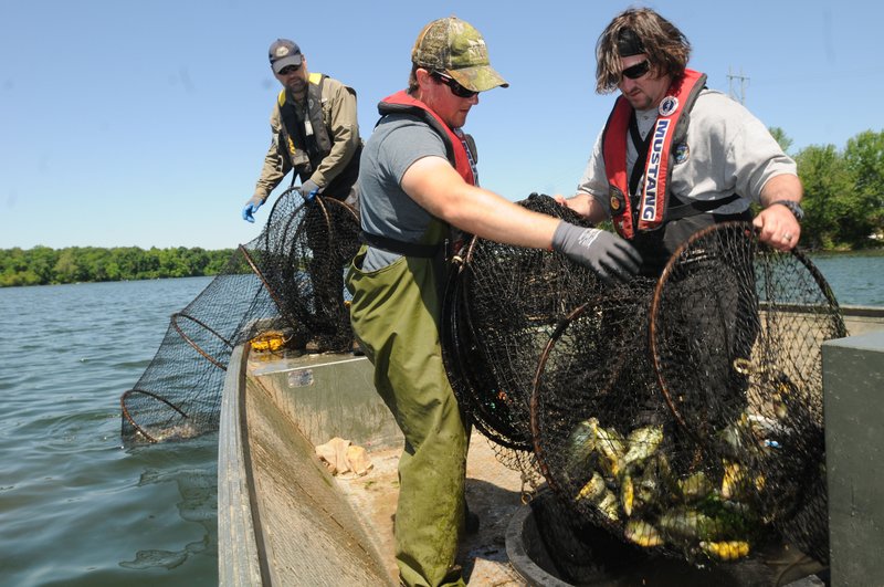 Fisheries biologist Jon Stein (from left), fisheries tech Parker Ring and fisheries biologist Kevin Hopkins unload a net full of fish during a research project at Lake Elmdale. The Arkansas Game and Fish Commission is gauging the catfish population at the lake to determine if more or fewer catfish need to be stocked.