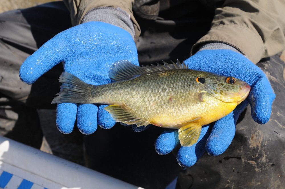 Nothin' but nets; project monitors Northwest Arkansas' catfish