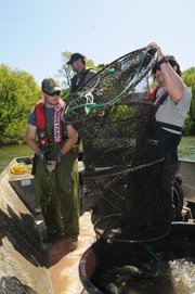 Nothin' but nets; project monitors Northwest Arkansas' catfish