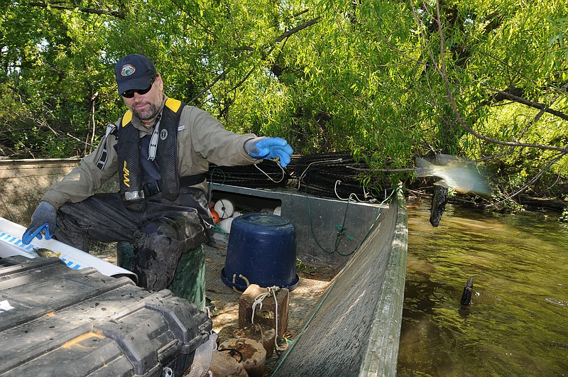 NWA Democrat-Gazette/FLIP PUTTHOFF 
Jon Stein, fisheries biologist, tosses a redear back into Lake Elmdale May 12, 2016 after measuring it.