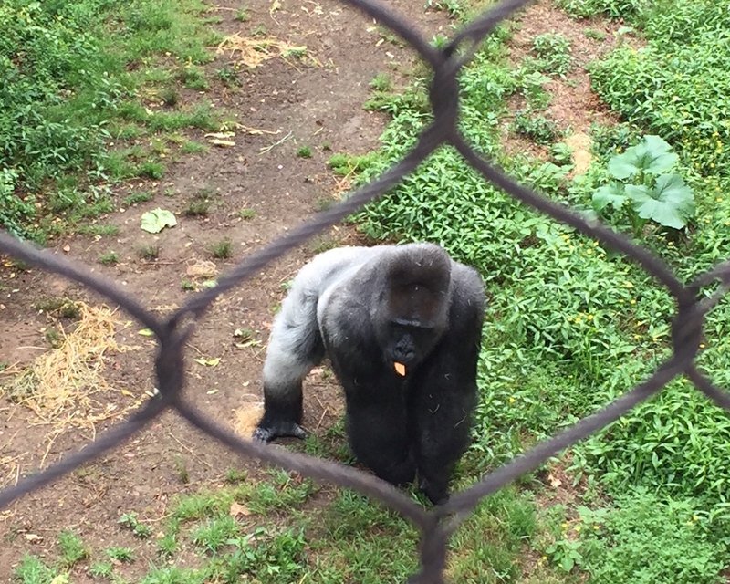A western lowland gorilla is seen through chain-link netting installed this year at the Little Rock Zoo as a secondary barrier to keep visitors from falling into the exhibit.