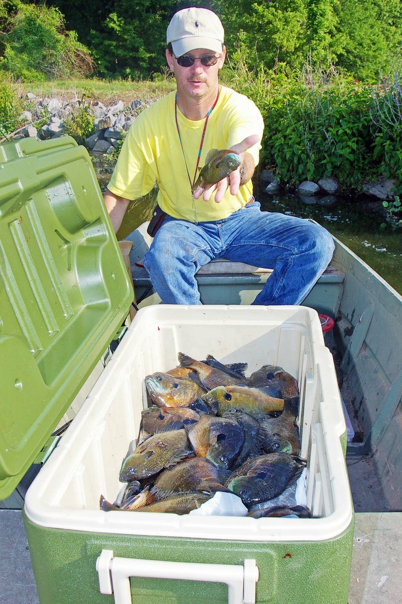 Lewis Peeler of Vanndale tosses another Mallard Pond bluegill into a cooler already burgeoning with bream. The lake where these fish was caught is one of eight oxbows in the Henry Gray-Hurricane Lake Wildlife Management Area near Bald Knob, where bream fishing should be good this month.
