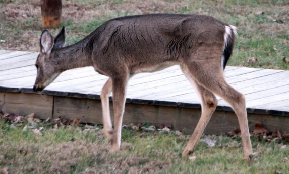 FILE — A deer suffering from chronic wasting disease.