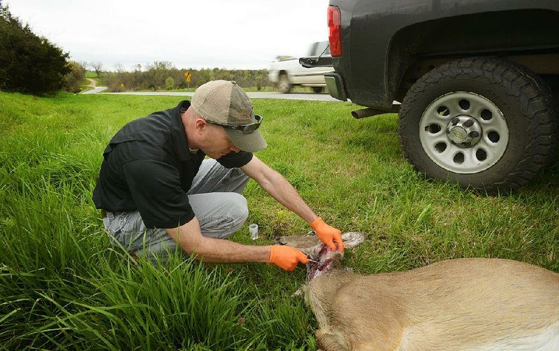 FILE — Levi Horrell, private lands biologist with the Arkansas Game and Fish Commission, takes tissue samples from a roadkill white-tail deer along Arkansas 221 outside Berryville in April 2016.
