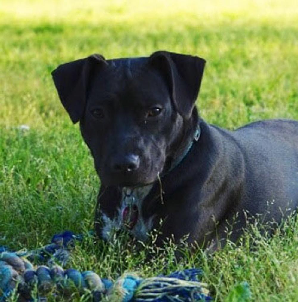 Pet of the Week | The Arkansas Democrat-Gazette - Arkansas' Best News ...