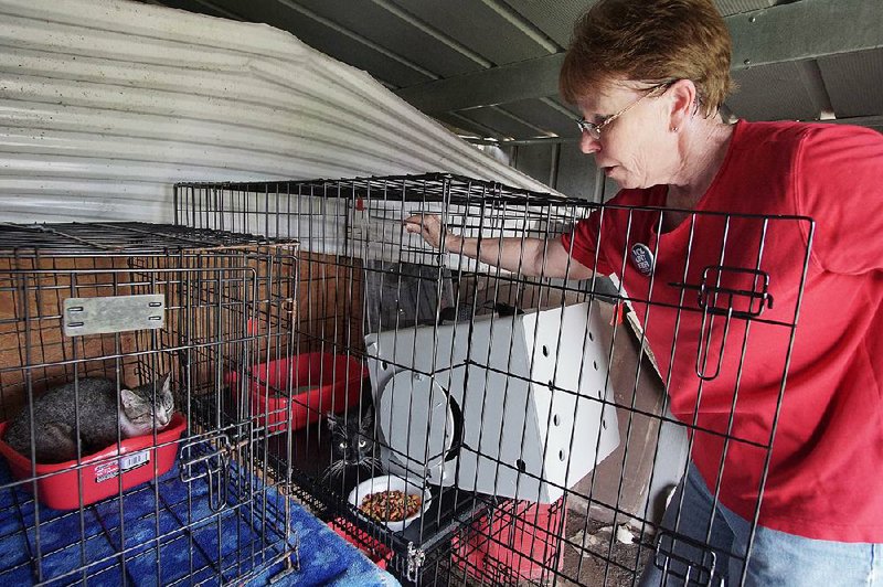 Karen Oxner of Little Rock, a volunteer for the Little Rock Animal Village, places feral cats in cages Friday on a farm in England. The relocation of the cats is part of the Animal Village’s “working cats” pilot program, which places the cats in new homes or businesses where they can help control pests.