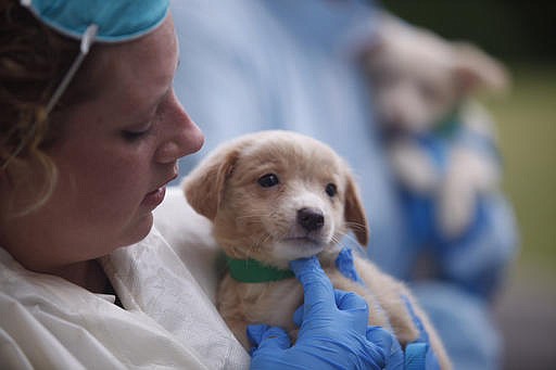 In this Friday, June 3, 2016, photo, a worker carries a puppy that was among hundreds of dogs rescued from a bi-level home in Howell, N.J.