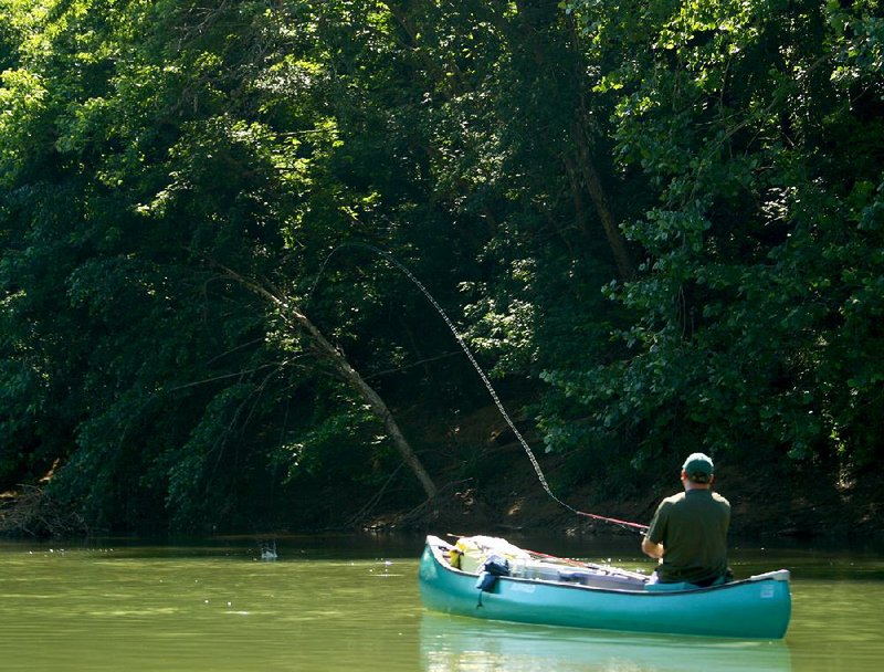 The morning light catches Bill Eldridge’s line as he places a lure Monday on the Buffalo River.