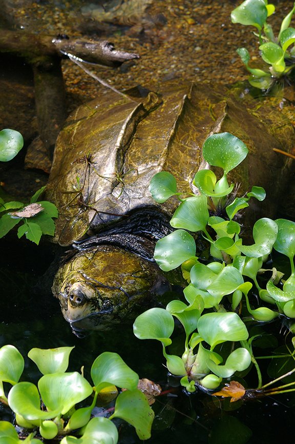 Alligator snapping turtles sometimes grow to huge sizes, with adult individuals often exceeding 100 pounds.