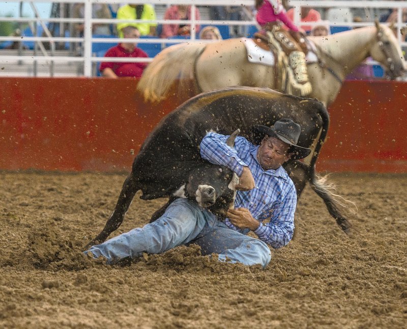 Joey Bell, Jr., brings down a steer Thursday, July 2, 2015 during the steer wrestling competition at the 71st Rodeo of the Ozarks at Parsons Stadium in Springdale.