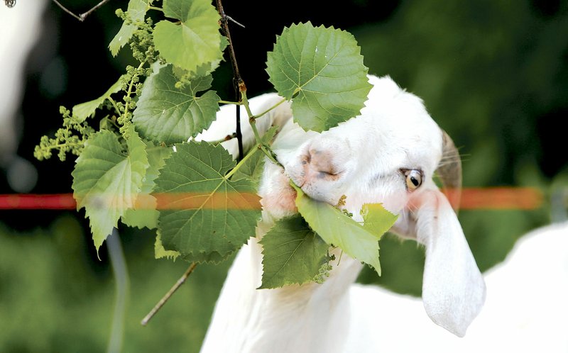 Goats from Greedy Goats of Northwest Arkansas will visit the Shiloh Museum of Ozark History on Saturday.