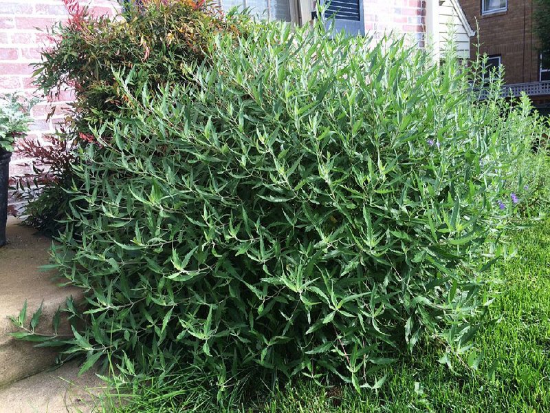 Caryopteris blooms all summer long, but the spring rains caused it — and other perennials — to get too big too soon. 