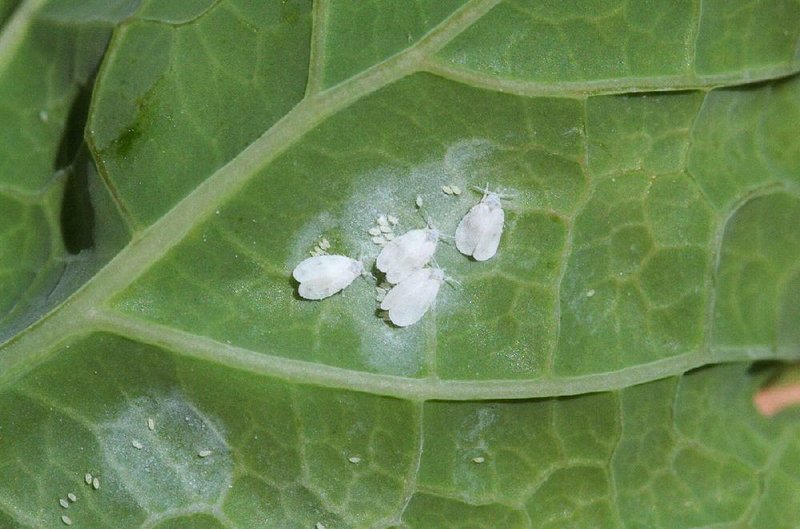 Whiteflies are soft-bodied, winged insects related to aphids and scale insects. They suck sap from a variety of plants, from ornamentals to edibles like the sweet potato leaf seen here infested with adults and eggs.